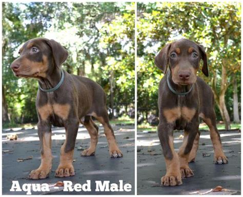 Puppies born in usa (european bloodlines) current , upcoming & past litters. Red Doberman Puppy 10 Weeks Old for Sale in Tampa, Florida ...