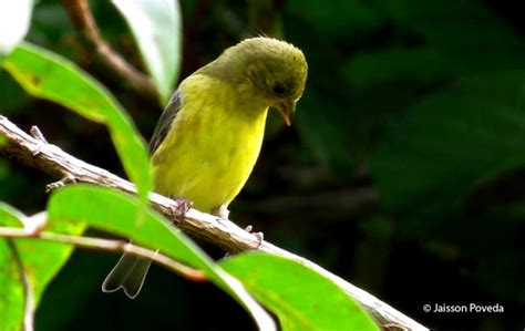 Use them in commercial designs under lifetime, perpetual & worldwide rights. Lesser Goldfinch (Spinus psaltria) - Peru Aves