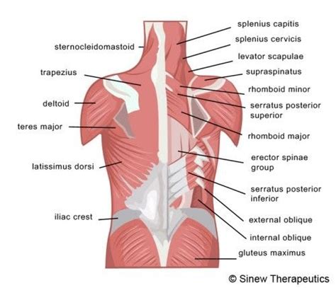 Just a moment while we sign you in to your goodreads account. Anatomical Name Of Lower Back Muscles / Low Back Pain ...