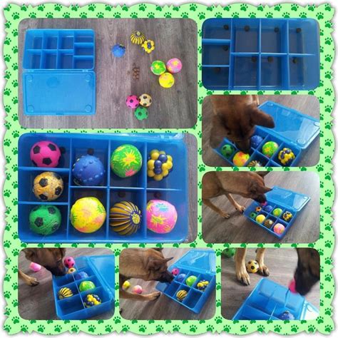 Diy enrichment toys for dogs: If you intend on establishing a litter inside your home ...