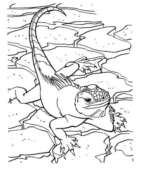 Manana iguana coloring pages kids coloring iguana coloring and. Iguana, : iguana-on-dry-land-coloring-page.jpg | Coloring ...