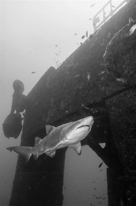 This online merchant is located in the united states at 883 e. 25 Best Wreck Diving Spots in the United States | Shark ...