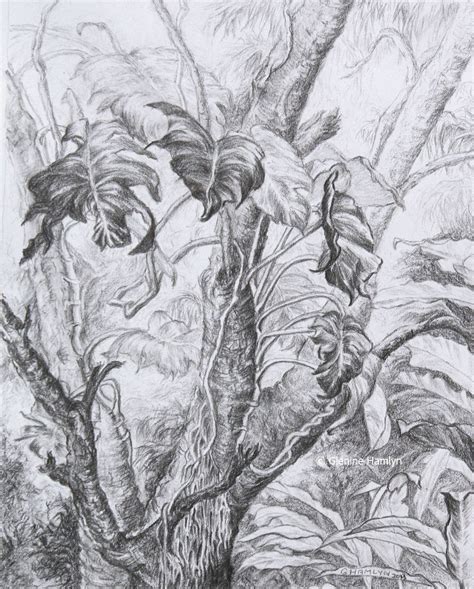 Meredith mejerle rush on instagram: Garden Drawings 1: Old tree and vine. Pencil, 13x16cm ...