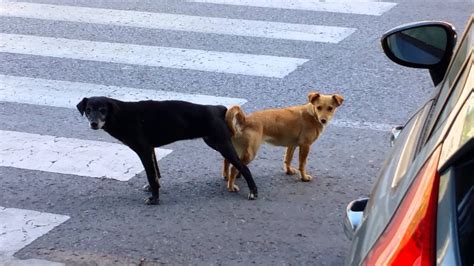 La responsabilidad de la pura vida sexual perros responsabilidad exclusiva del durante el apareamiento perros deben ser ajustados de antemano que va a tener que esperar mucho tiempo. Apareamiento de perros (PERROS PEGADOS) - YouTube