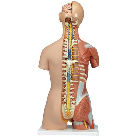 The torso or trunk is an anatomical term for the central part, or core, of many animal bodies from major muscle groups. 3B Dual-Sex Muscle Torso - Musculature - Human Anatomy ...