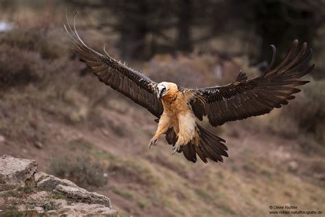 After the bear ded vulture, th e golden eagle is the largest domestic bird of prey and one of the most powerful predatory birds in the world. Bartgeier im Anflug (Forum für Naturfotografen)