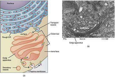 In plant cells cytokinesis involves using golgi vesicles to form a new cell wall and then a cell membrane between the two daughter cells. Golgi apparatus - Wikipedia