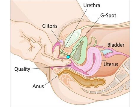 How do you find it? How to find your own G-Spot - Quora