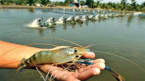 You should consider consulting the experts and experienced. Brackish potential for a shrimp farming surge in India