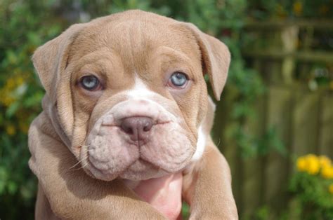 She is available for deposit along with 3. English Bulldog Puppies For Sale | Virginia Beach, VA #191706