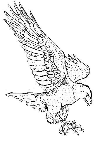 100% free memorial day coloring pages. Bald Eagle Coloring Pages | coloring pages