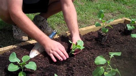 I plant the variety green glaze, an old heirloom from the 1820's, but other varieties. How to Plant Collard Greens - YouTube