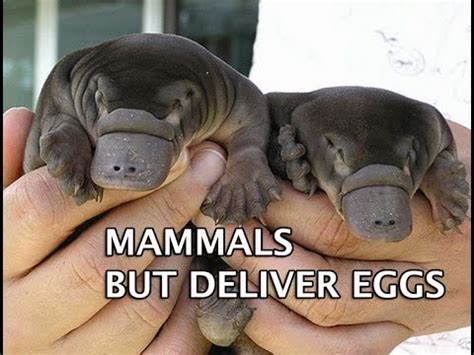 Ovivivipar yaitu salah satu cara perkembangbiakan hewan dengan cara beranak dan bertelur. Berikan contoh ikan dan amfibi yang berkembang biak dengan ...