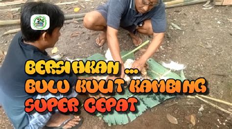 Aduk rata biar bumbu tercampur rata. Cara Membersihkan Bulu Kulit Kambing / Domba Super Cepat