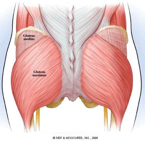 This move forces your buttock muscles to shore up their connection from the thighs through to the lower back to keep the hips and spine stable. Muscles In Lower Back And Hip / Lower Back And Hip Pain ...