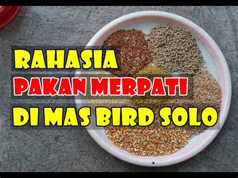 Hal itu dikarenakan masih banyak kicau mania yang berpatokan pada harga murah namun berkualitas. CARA MERACIK PAKAN BURUNG MERPATI - YouTube