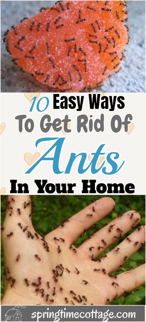 Have ants infested your house or backyard? 10 Ways To Get Rid Of Ants Naturally in 2020 | Get rid of ...