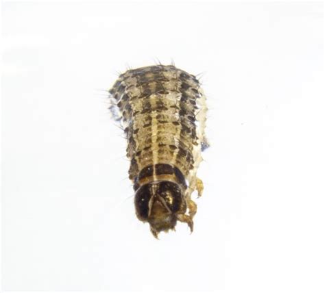 Since 1928, ehrlich has been protecting homes and businesses in north carolina with customized pest control solutions. Major Fall Pest: Fall Armyworm - NC Turf Bugs