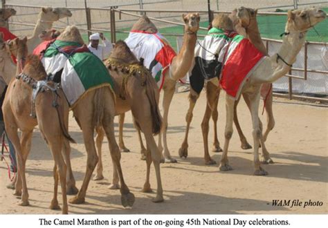 Camel racing is a popular sport in dubai, holding the audiences interest with an elegant run to the finish line. National Day Camel Marathon to take place in Dubai on ...