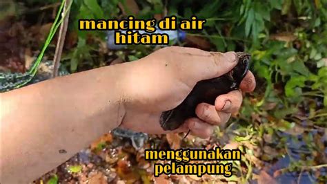 Keindahan dari ikan hias air tawar satu ini adalah kombinasi warna yang dimilikinya. Mancing Ikan Kapar Di Air Hitam Menggunakan Pelampung ...