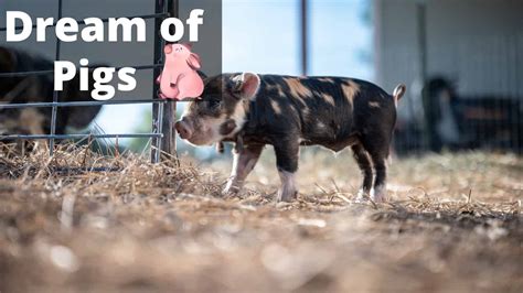 Dream interpreters often suggest that such dreams mean that you are trying to avoid something in your daily life. Dreams About Pigs or Hog: What Dream of Pig Means ...