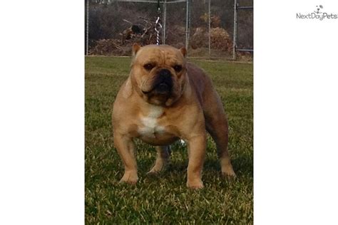 Shorty bull info, history, temperament, training, puppies, pictures. Shorty Bull Puppies for Sale from Reputable Dog Breeders