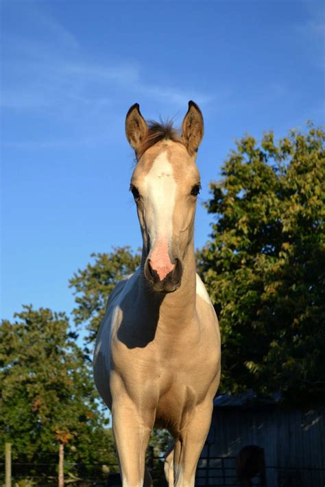 Buckskin gelding, paint (apha), show horse. Spotted buckskin paint foal | Horses, Foals, Animals