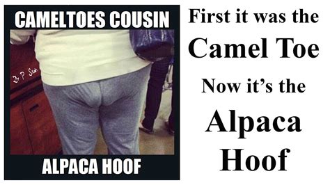 The camel is prized for meat, leather, milk and working abilities. Camel Toe's Cousin... Alpaca Hoof - YouTube