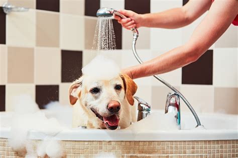 Paying for services with great head 25. 9 Fun Facts About Golden Retriever Puppies - Haley's Daily ...