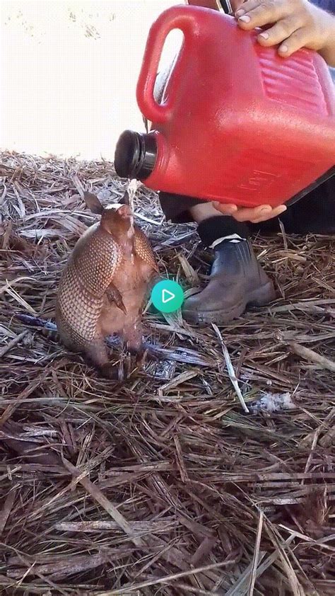 It's fun and instantly recognizable, and you don't have to worry about it being common. Brazilian Farmers giving water to a thirsty Armadillo #aww ...