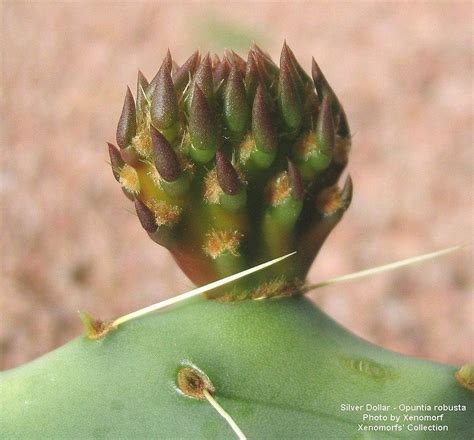 How to make a cactus bloom (abundantly) | cactus collection. PlantFiles Pictures: Opuntia Species, Prickly Pear Cactus ...