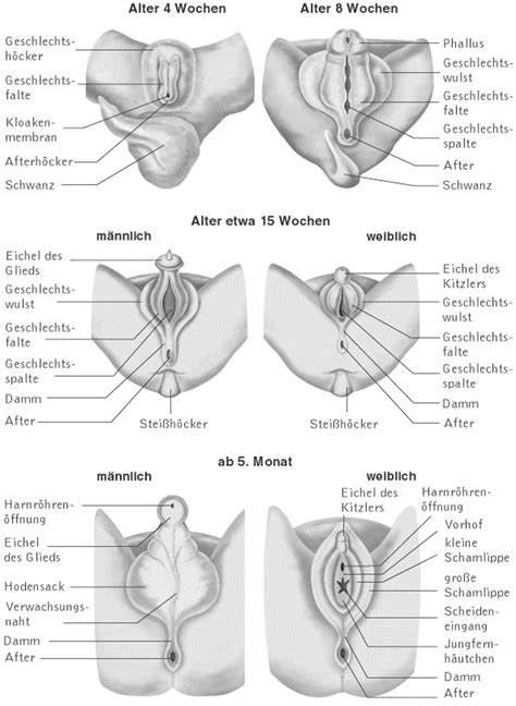 3geschlechtsorgane der frau (organa genitalia feminina). geschlechtsentwicklung | Forum Mädchen oder Junge? - urbia.de