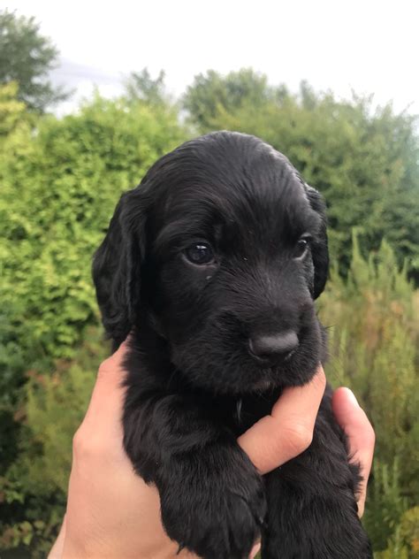 He will shower you with his puppy love every chance he gets. Beautiful KC Registered Pedigree Working Cocker Spaniel ...