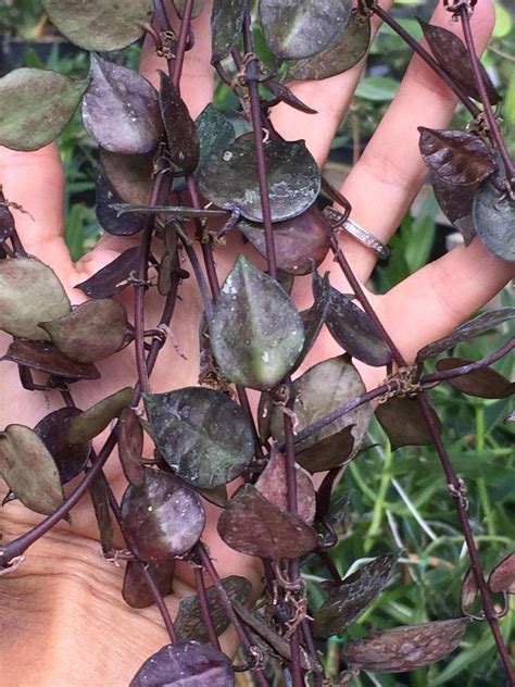 Why are the leaves on my succulent turning black? Картинки по запросу hoya krohniana black leaves | Hoya ...