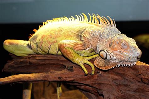 Chamaeleonidae) وتسمى في بعض اللهجات أم البويه حيوان بيوض من الزواحف، تتواجد في كل أنحاء العالم تقريبا، وتعيش في الشقوق. حرباء | حرباء في الاكواريوم بمجمع دبي | SBahrain | Flickr