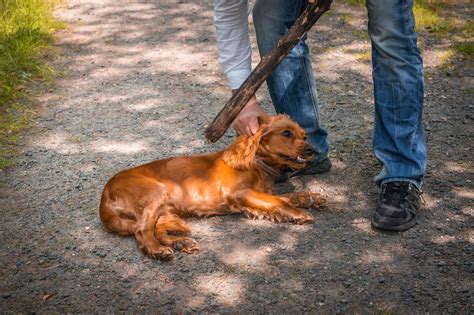 Animal cruelty is crime cases today especially in malaysia. Understanding the New Federal Animal Cruelty Law