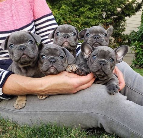 Interested in adopting a french bulldog? French Bulldog Puppies For Sale | San Diego, CA #328608