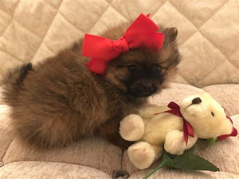 Find keeshond puppies for sale with pictures from reputable keeshond breeders. Pomeranian Puppies For Sale | Charlotte, NC #268415