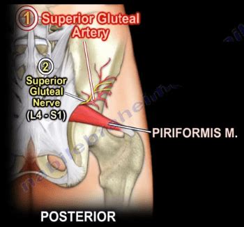 From wikimedia commons, the free media repository. Structures That Pass Through the Greater Sciatic Notch ...