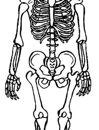 Click the free download link below and get started. Skeleton Coloring Pages Anatomy at GetColorings.com | Free ...