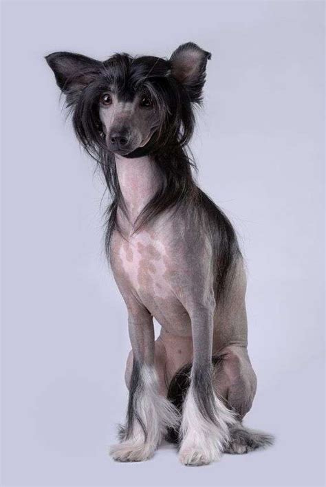 Capitolo 1 del libro nero degli stati uniti: Chinese Crested Dog - Scheda razza su cani.it