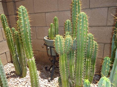 The san pedro cactus is legal to buy, own, sell and grow, however preparing mescaline, a current schedule 1 narcotic in the us, for consumption may not be legal. Cactus Porn - The Ethnobotanical Garden - Shroomery ...