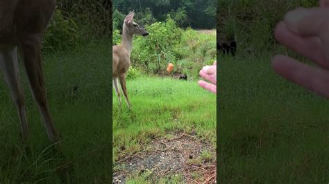 Dogs will eat carrots with very little prompting, and they are safe for dogs to eat. My deer friend doesn't eat carrots. - YouTube
