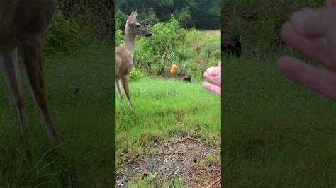 Deer can digest a wide variety of plant and vegetable materials. My deer friend doesn't eat carrots. - YouTube