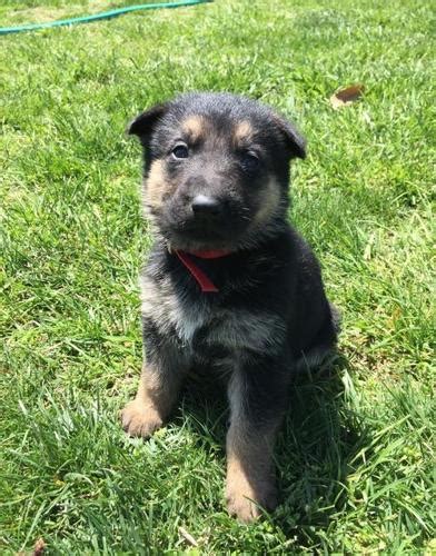 Maybe you would like to learn more about one of these? German Shepherd Dog Puppy for Sale - Adoption, Rescue for ...
