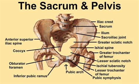 An inward curve in the lower back (lumbar area: Image 1. Diagram of pelvis and sacrum with bony landmarks ...