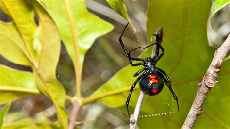 Die trichternetzspinne gehört zu den giftigsten der welt foto: Horror auf acht Beinen: Die gruseligsten Spinnen der Welt ...