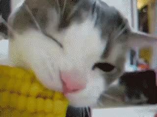 The best gifs are on giphy. Cat Eating Corn GIFs | Tenor