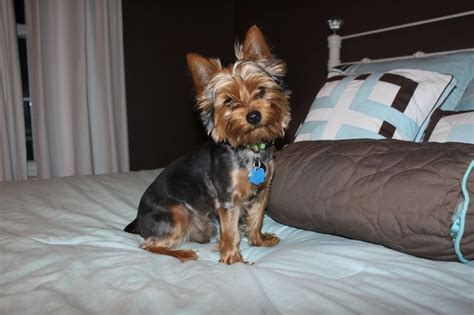 See more ideas about doggy, dog haircuts, yorkie haircuts. Pin on Yorkies