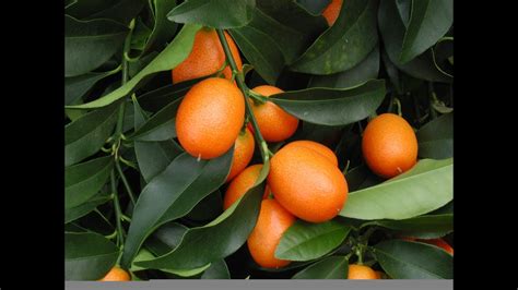 Reaching into the nagami kumquat. How to Grow Your Own Kumquats - YouTube